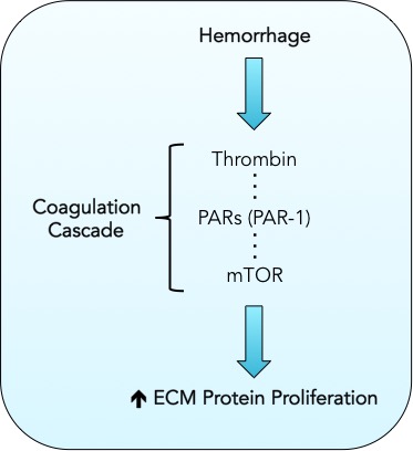 17 06 22 Klebe et al. Thrombin pathway figure border