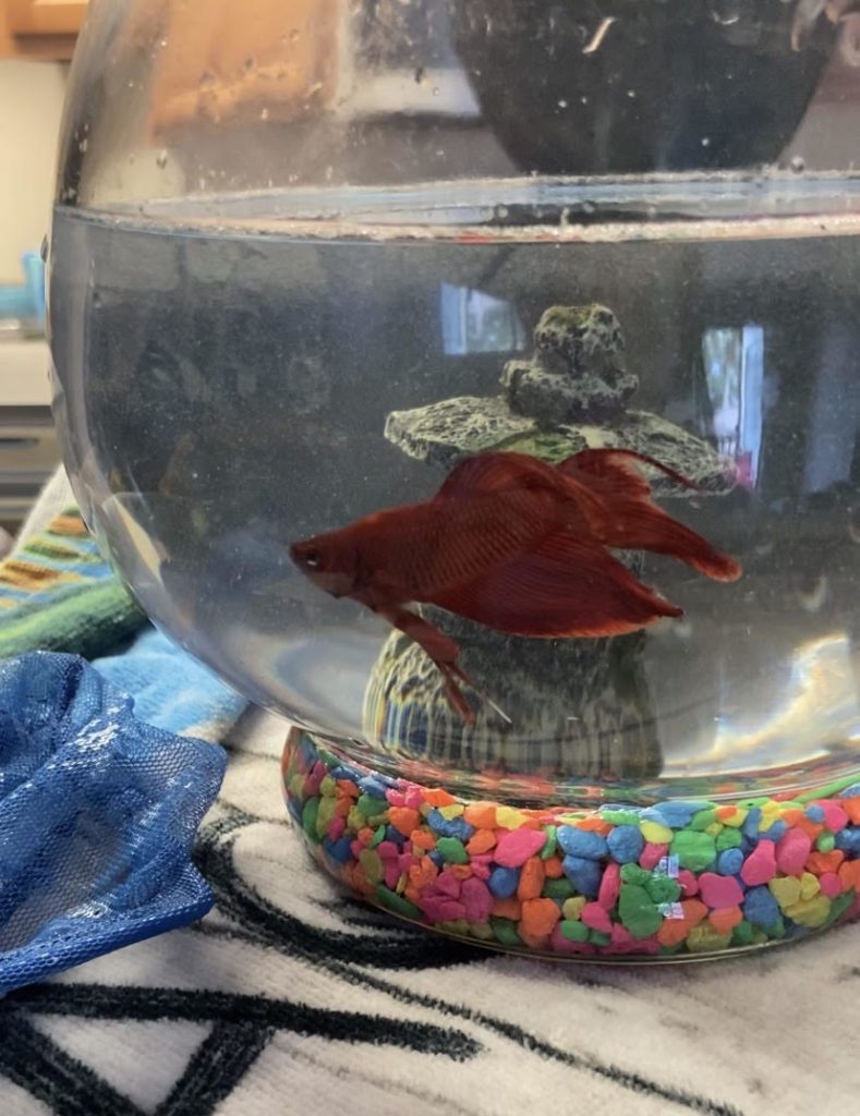 transitioning to independence