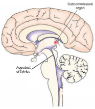 Brain showing aqueduct of sylvius and subcommissural organ