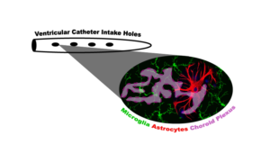 17 10 19 Hanak et al Image2