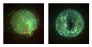 Screen Shot 2017 10 13 at 1.53.30 PM