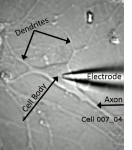 Single Living Neuron