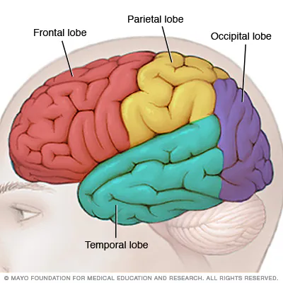 neuroanatomy